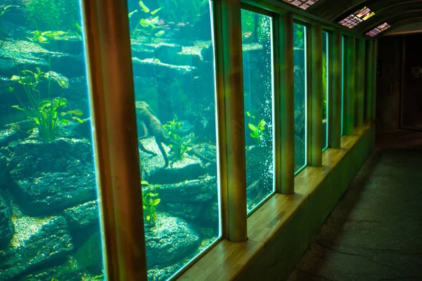 ヨーロッパ プラハの植物園の水族館で魚 高品質の写真 — ストック写真
