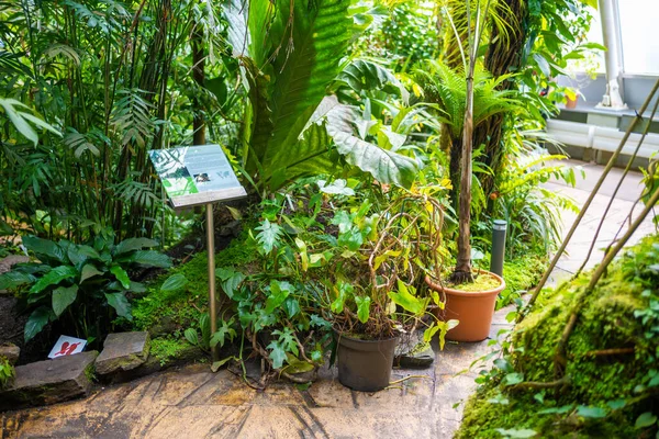 Interior Giant Greenhouse Tropic Plants Botanic Garden Prague Europe High — Stock Photo, Image
