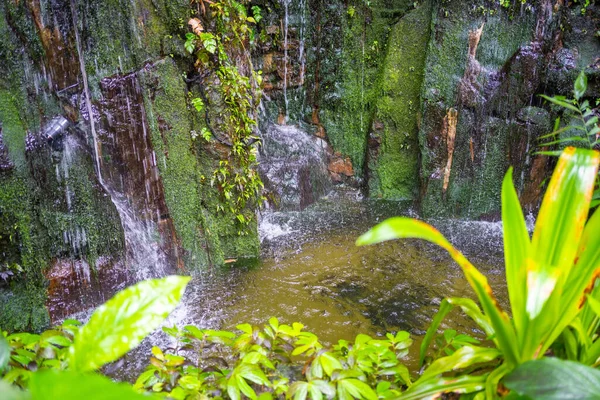 Интерьер Гигантской Теплицы Тропическими Растениями Водопадом Ботаническом Саду Прага Европа — стоковое фото