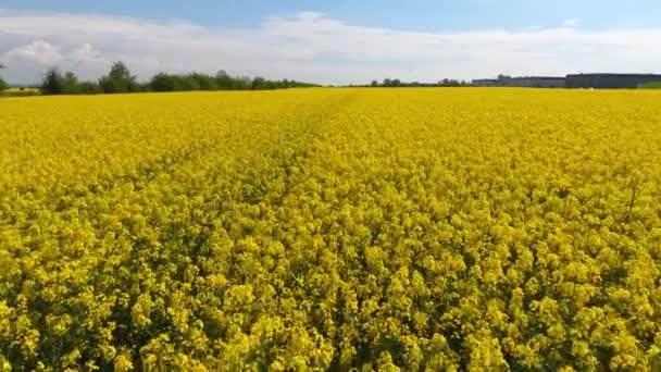Jarní Letecký Dron Dívá Krajinu Kvetoucí Žlutými Řepkovými Poli Venkově — Stock video