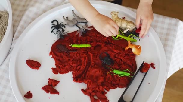 Plasticine Toys Insects Playing Sensory Development Experiences Themed Activities Children — Stock Video