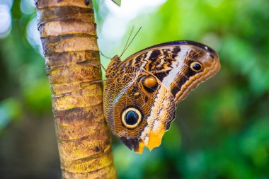 Prag, Prag 'daki Botanik Bahçesi' nde güzel kahverengi ve mavi bir kelebeğe yakın durun. Yüksek kalite fotoğraf