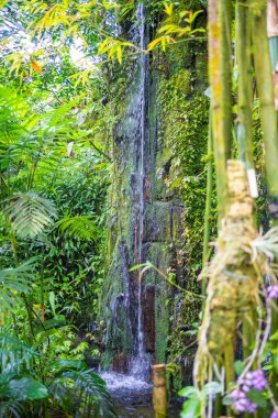 Prag, Prag 'daki Botanik Bahçesi' nde tropik bitkiler ve şelaleli dev seranın içi. Yüksek kalite fotoğraf