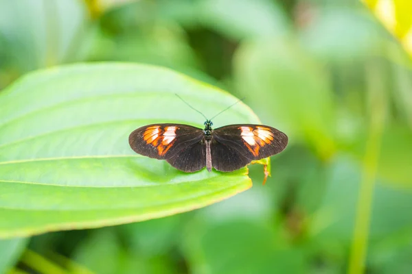 Piękny Motyl Tropikalnym Lesie Ogrodu Botanicznego Pradze Europie Wysokiej Jakości — Zdjęcie stockowe