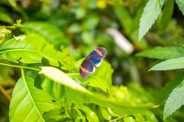 Hermosa Mariposa Bosque Tropical Del Jardín Botánico Praga Europa Foto — Foto de Stock