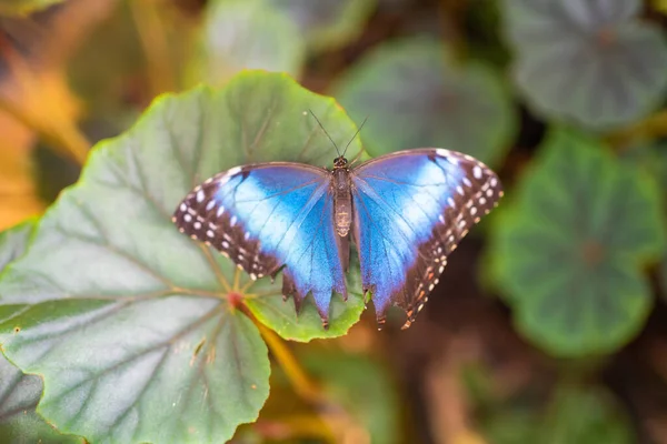 Close Beautiful Brown Blue Tropical Butterfly Botanic Garden Prague Europe — Stock Photo, Image