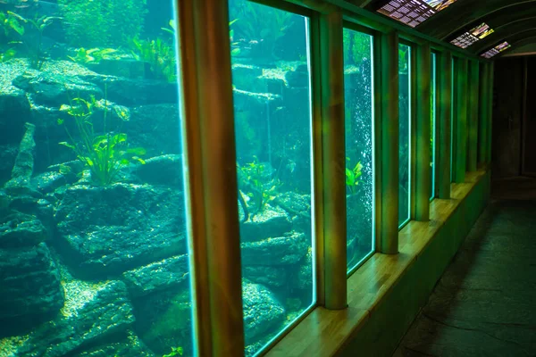 Fish Aquarium Botanic Garden Prague Europe High Quality Photo — Stock Photo, Image