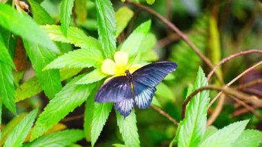 Prag, Avrupa 'daki Botanik Bahçesi' nin tropikal ormanlarındaki güzel kelebek. Yüksek kalite 4k görüntü