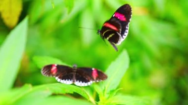 Prag, Avrupa 'daki Botanik Bahçesi' nin tropikal ormanlarındaki güzel kelebek. Yüksek kalite 4k görüntü