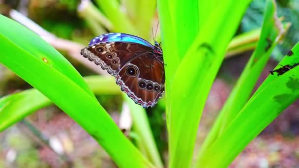 Nahaufnahme Eines Wunderschönen Braunen Und Blauen Tropischen Schmetterlings Botanischen Garten — Stockvideo