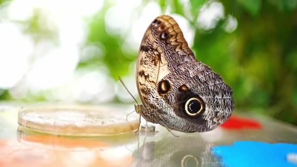 Detailní Záběr Krásných Hnědých Modrých Tropických Motýlů Kteří Jedí Ovoce — Stock video