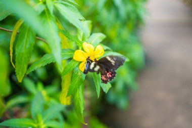 Prag, Avrupa 'daki Botanik Bahçesi' nin tropikal ormanlarındaki güzel kelebek. Yüksek kalite fotoğraf