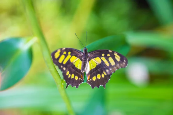 유럽의 프라하에 우림의 아름다운 나비입니다 고품질 — 스톡 사진