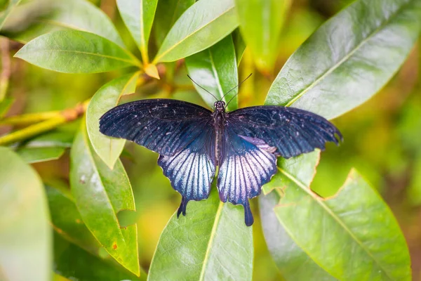 Schöner Schmetterling Tropischen Wald Des Botanischen Gartens Prag Europa Hochwertiges — Stockfoto