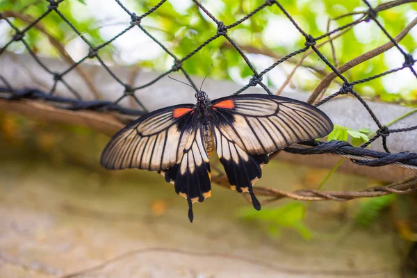 Beautiful Butterfly Tropical Forest Botanic Garden Prague Europe High Quality — Stock Photo, Image