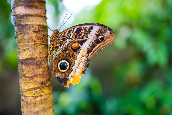 stock image Close up of beautiful brown and blue tropical butterfly in Botanic Garden, Prague, Europe. High quality photo