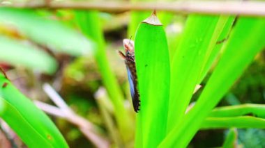 Prag, Prag 'daki Botanik Bahçesi' nde güzel kahverengi ve mavi bir kelebeğe yakın durun. Yüksek kalite 4k görüntü