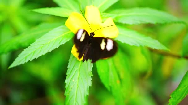 Piękny Motyl Tropikalnym Lesie Ogrodu Botanicznego Pradze Europie Wysokiej Jakości — Wideo stockowe