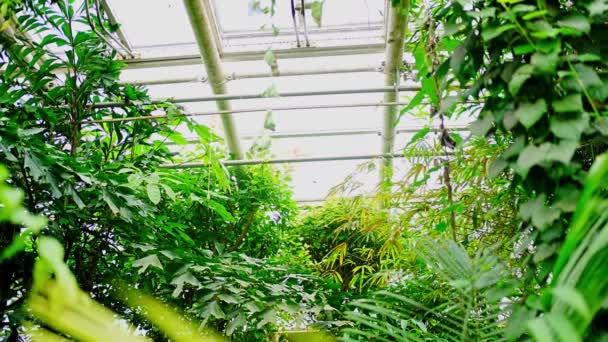 Interieur Van Reusachtige Kas Met Tropische Planten Vlinders Botanische Tuin — Stockvideo
