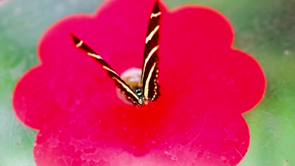 Schöner Schmetterling Tropischen Wald Des Botanischen Gartens Prag Europa Hochwertiges — Stockvideo