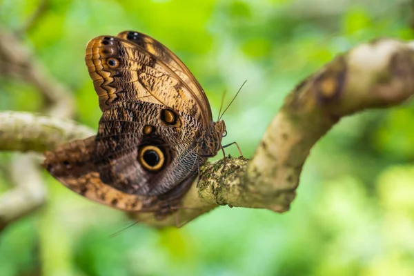 Close Beautiful Brown Blue Tropical Butterfly Botanic Garden Prague Europe — Stock Photo, Image