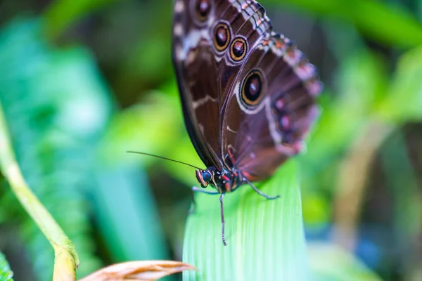 Zbliżenie Pięknego Brązowego Niebieskiego Tropikalnego Motyla Ogrodzie Botanicznym Praga Europa — Zdjęcie stockowe