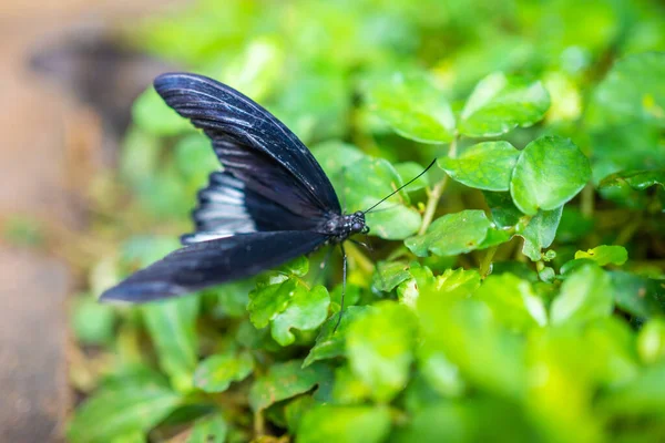 欧洲布拉格植物园热带森林中美丽的蝴蝶 高质量的照片 — 图库照片