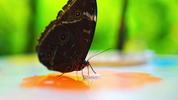 Закройте Красивые Коричневые Синие Бабочки Поедающие Фрукты Ботаническом Саду Европе — стоковое видео