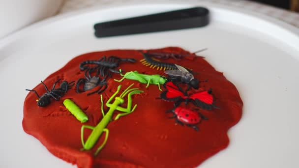 Plastilina Juguetes Insectos Para Jugar Desarrollo Sensorial Experiencias Actividades Temáticas — Vídeos de Stock