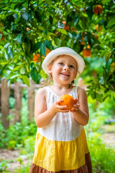 Little Girl Picking Fresh Ripe Oranges Sunny Orange Tree Garden — Stock Photo, Image