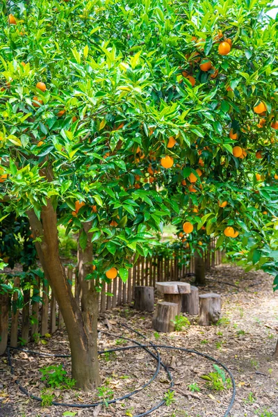 プランテーション農場の畑に熟した果実のあるオレンジの木 トルコの収穫期 そうだ 高品質の写真 — ストック写真
