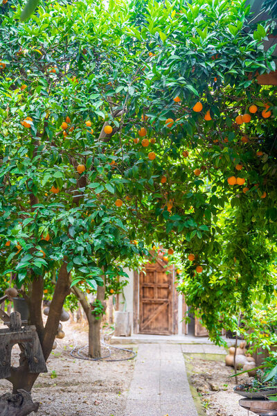 Orange trees with ripe fruits on plantation farm field. Harvest season in Turkey. . High quality photo