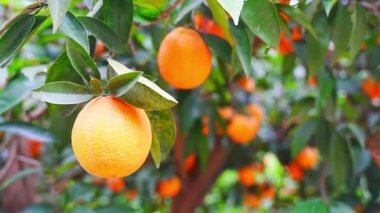 Türkiye 'nin bahçesindeki ağaçlardaki portakal meyvelerinin yakın görüntüsü. Yüksek kalite 4k görüntü