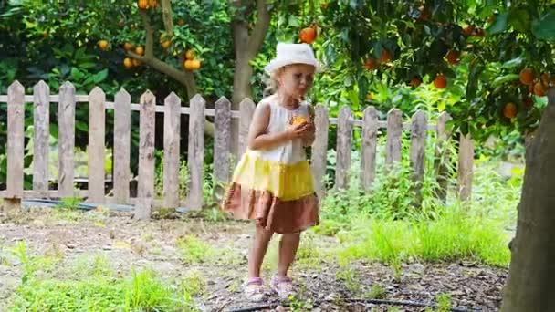 Little Girl Picking Fresh Ripe Oranges Sunny Orange Tree Garden — Stock Video