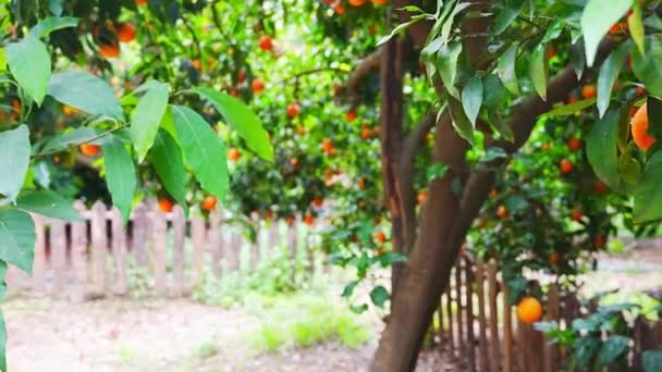 오렌지 나무는 밭에서 열매를 맺는다 에서의 시즌이다 고품질 — 비디오