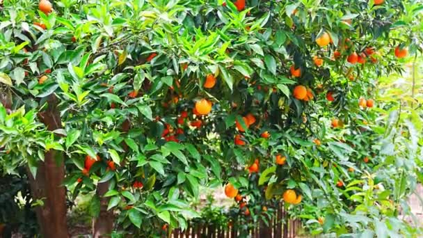 Sinaasappelbomen Met Rijp Fruit Plantage Boerderij Veld Het Oogstseizoen Turkije — Stockvideo
