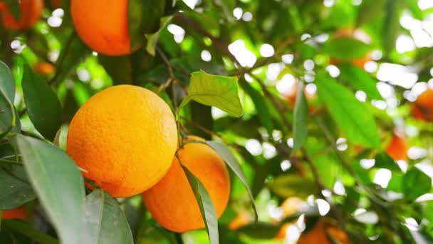 Türkiye Nin Bahçesindeki Ağaçlardaki Portakal Meyvelerinin Yakın Görüntüsü Yüksek Kalite — Stok video