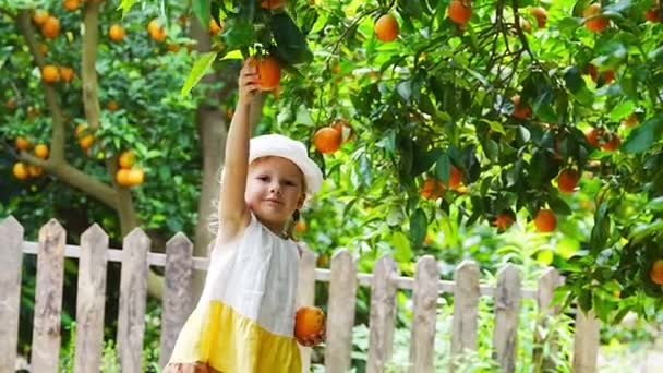 Gadis Kecil Memetik Jeruk Matang Segar Taman Pohon Oranye Cerah — Stok Video