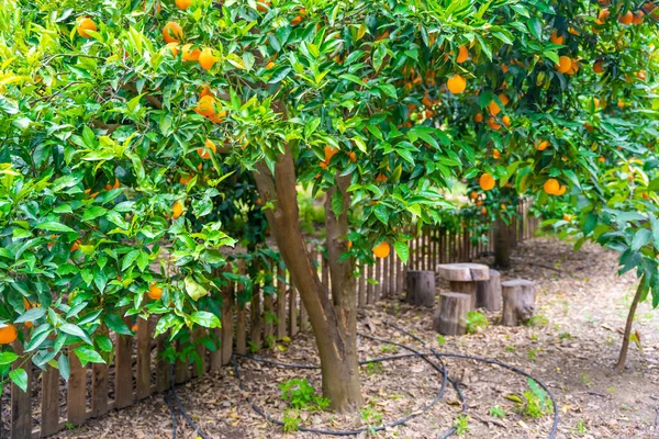 Laranjeiras Com Frutos Maduros Campo Fazenda Plantação Temporada Colheita Turquia — Fotografia de Stock