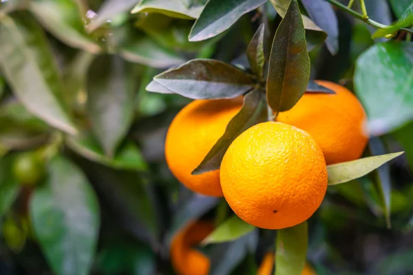 stock image Close up view of orange fruits on trees in the garden of Turkey. High quality photo