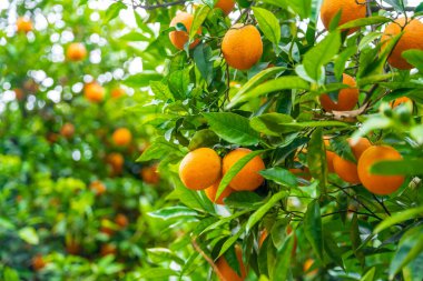 Türkiye 'nin bahçesindeki ağaçlardaki portakal meyvelerinin yakın görüntüsü. Yüksek kalite fotoğraf
