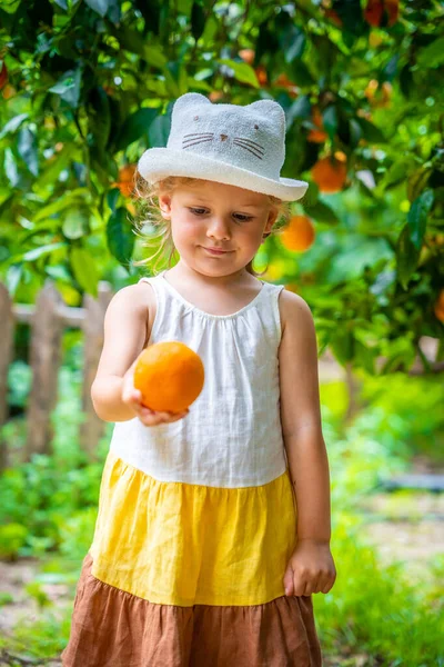 Little Girl Picking Fresh Ripe Oranges Sunny Orange Tree Garden — Stock Photo, Image