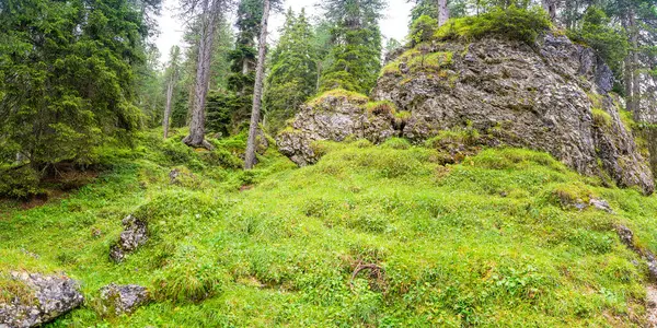 Vista Passeio Turístico Floresta Alpina Dia Verão Caminhante Caminhante Caminhadas — Fotografia de Stock