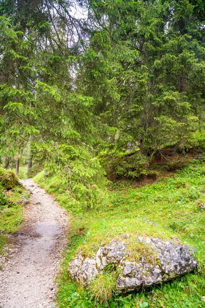 Yaz günü Alp Ormanı 'nda yürüyen bir turistin görüntüsü. Gezgin gezgin güzel orman manzarası ile geziyor, Dolomitler, İtalya. Yüksek kalite fotoğraf