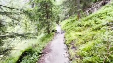 Yaz günü Alp Ormanı 'nda yürüyen bir turistin görüntüsü. Gezgin gezgin güzel orman manzarası ile geziyor, Dolomitler, İtalya. Yüksek kalite 4k görüntü