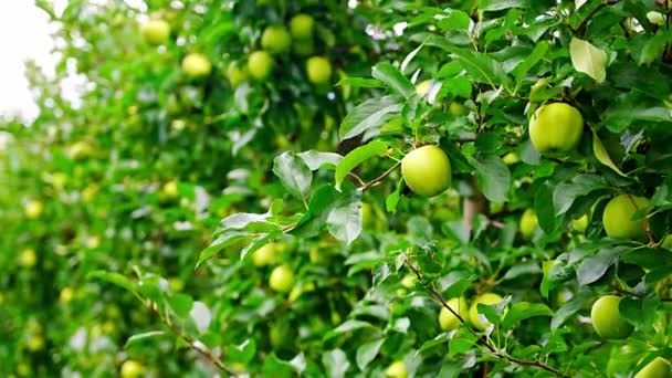 Pommes Vertes Dans Une Plantation Pommes Tyrol Sud Ville San — Video