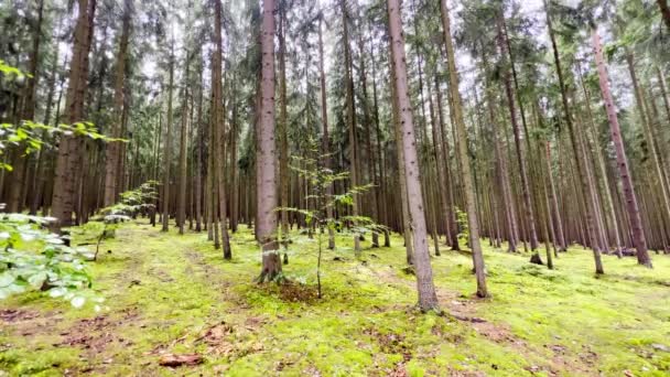 Floresta Profunda Europa Central República Checa Tempo Verão Molhado Imagens — Vídeo de Stock