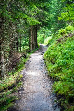 Yaz günü Alp Ormanı 'nda yürüyen bir turistin görüntüsü. Gezgin gezgin güzel orman manzarası ile geziyor, Dolomitler, İtalya. Yüksek kalite fotoğraf