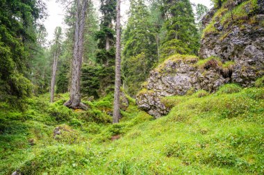 Yaz günü Alp Ormanı 'nda yürüyen bir turistin görüntüsü. Gezgin gezgin güzel orman manzarası ile geziyor, Dolomitler, İtalya. Yüksek kalite fotoğraf