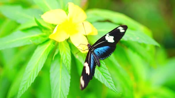 Gyönyörű Pillangó Botanikus Kert Trópusi Erdejében Prágában Európában Kiváló Minőségű — Stock videók